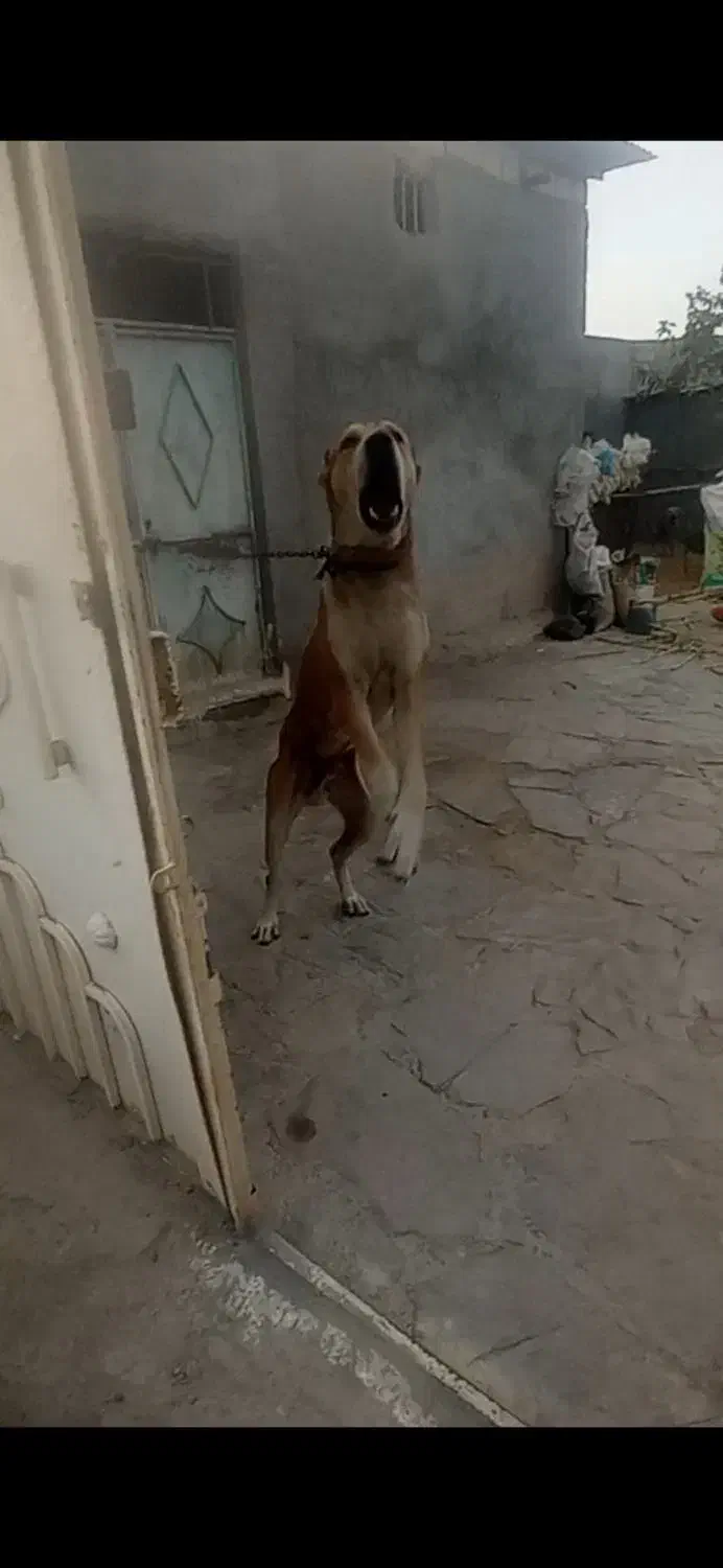 سگ نگهبان|سگ|مشهد, سیس‌آباد|دیوار