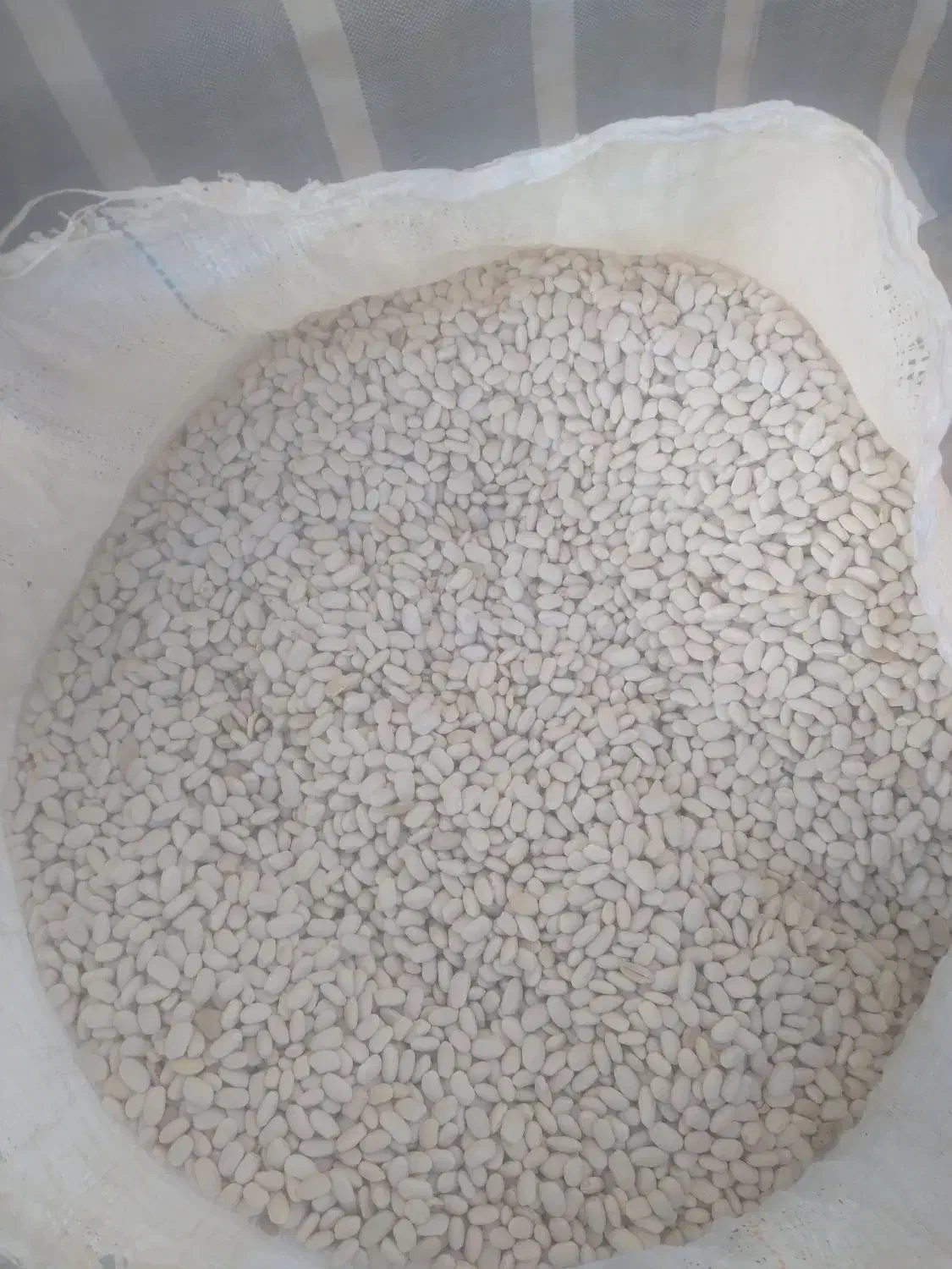 لوبیا سفید وقرمز|عمدهفروشی|لردگان, |دیوار