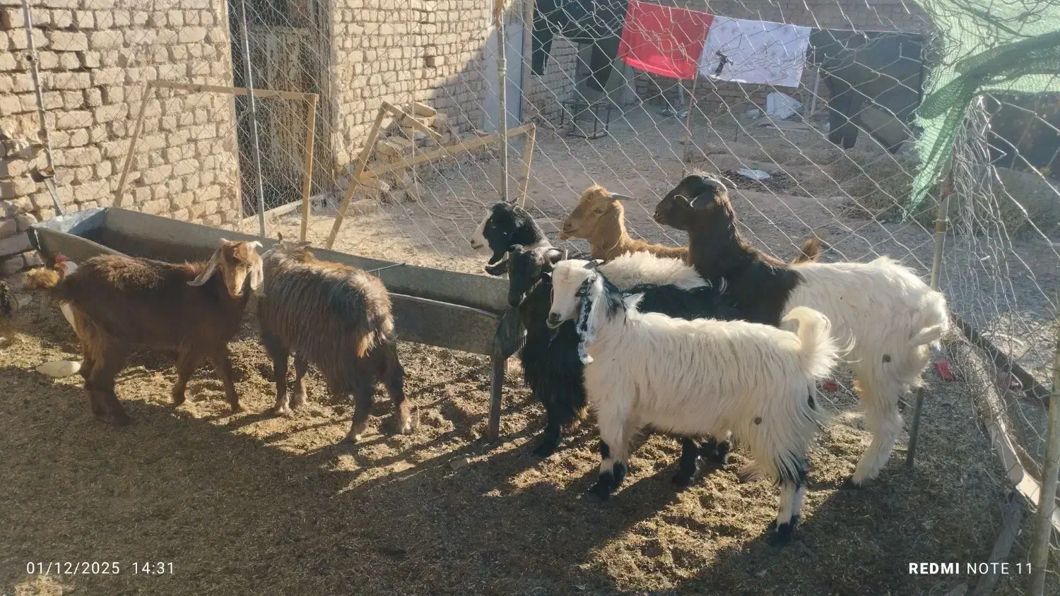 6عددبزغاله|حیوانات مزرعه|بردسکن, |دیوار