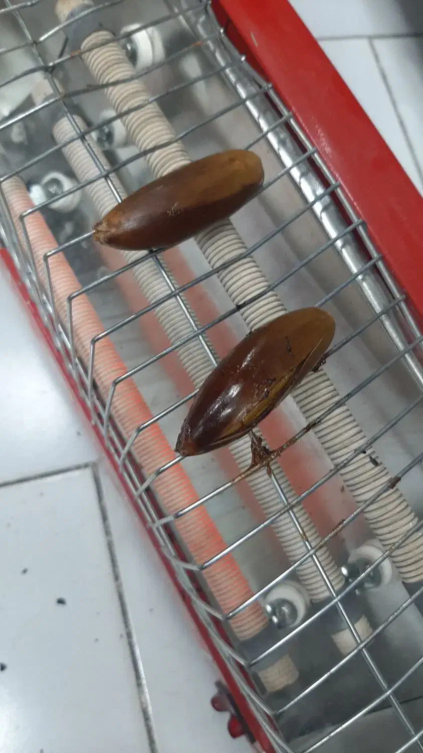 بلوط|خوردنی و آشامیدنی|تهران, زنجان جنوبی|دیوار