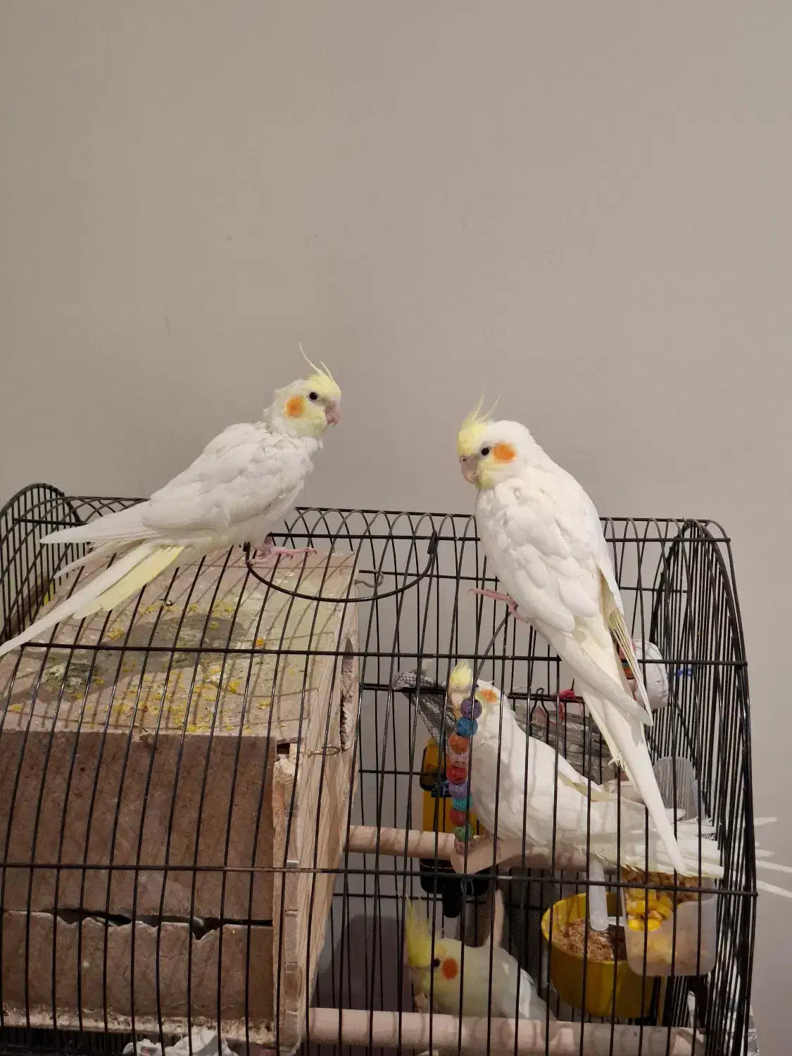 عروس هلندی نر و ماده|پرنده|تهران, ولنجک|دیوار