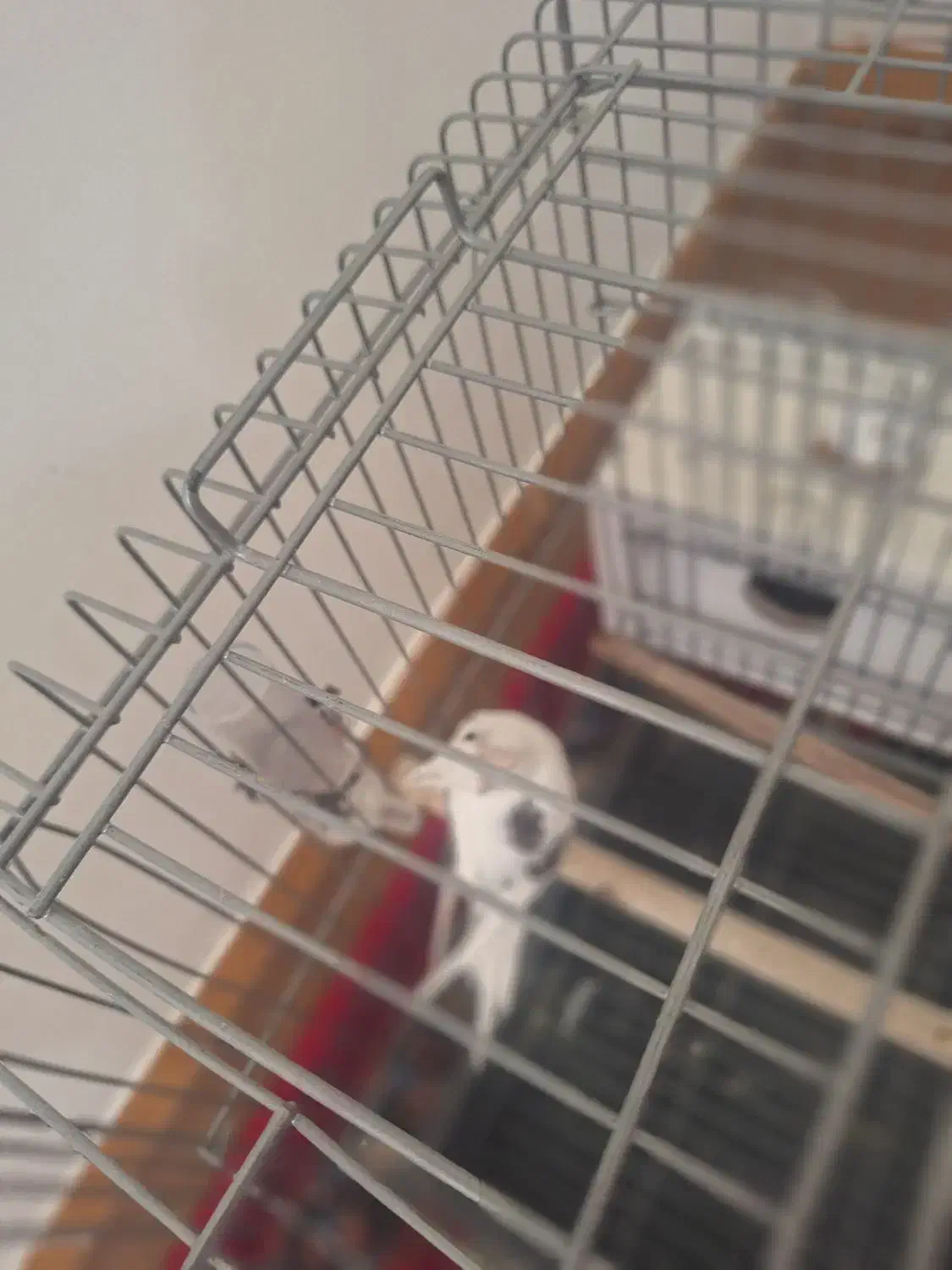 عروس هلندی نر و ماده|پرنده|میانه, |دیوار