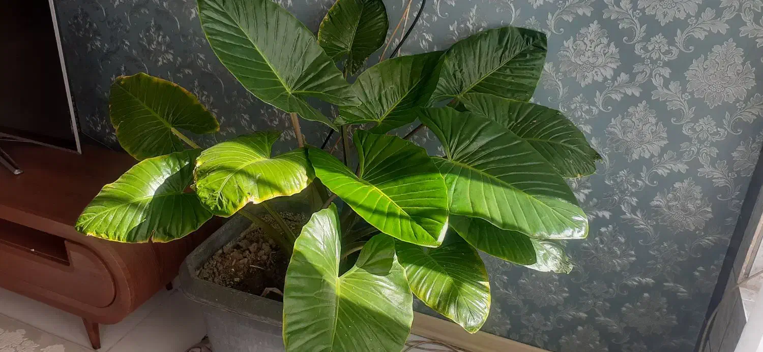 گل بابا ادم|گل و گیاه طبیعی|تربتحیدریه, شهرک ولیعصر|دیوار