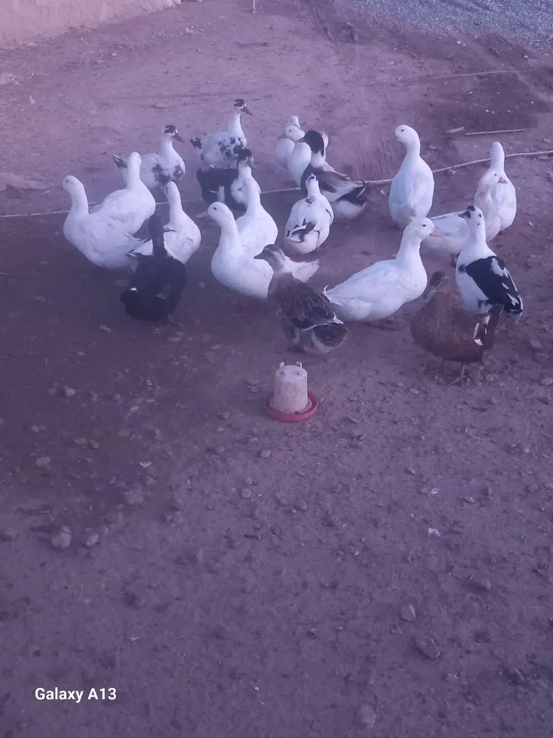 تعدادی اردک و مرغ و خروس چاق و درجه یک|حیوانات مزرعه|کوهدشت, |دیوار