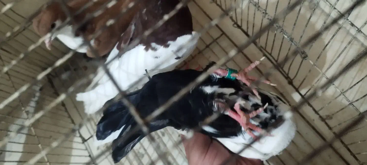 کفتر شهری و دمبی سیاه|پرنده|جهرم, |دیوار