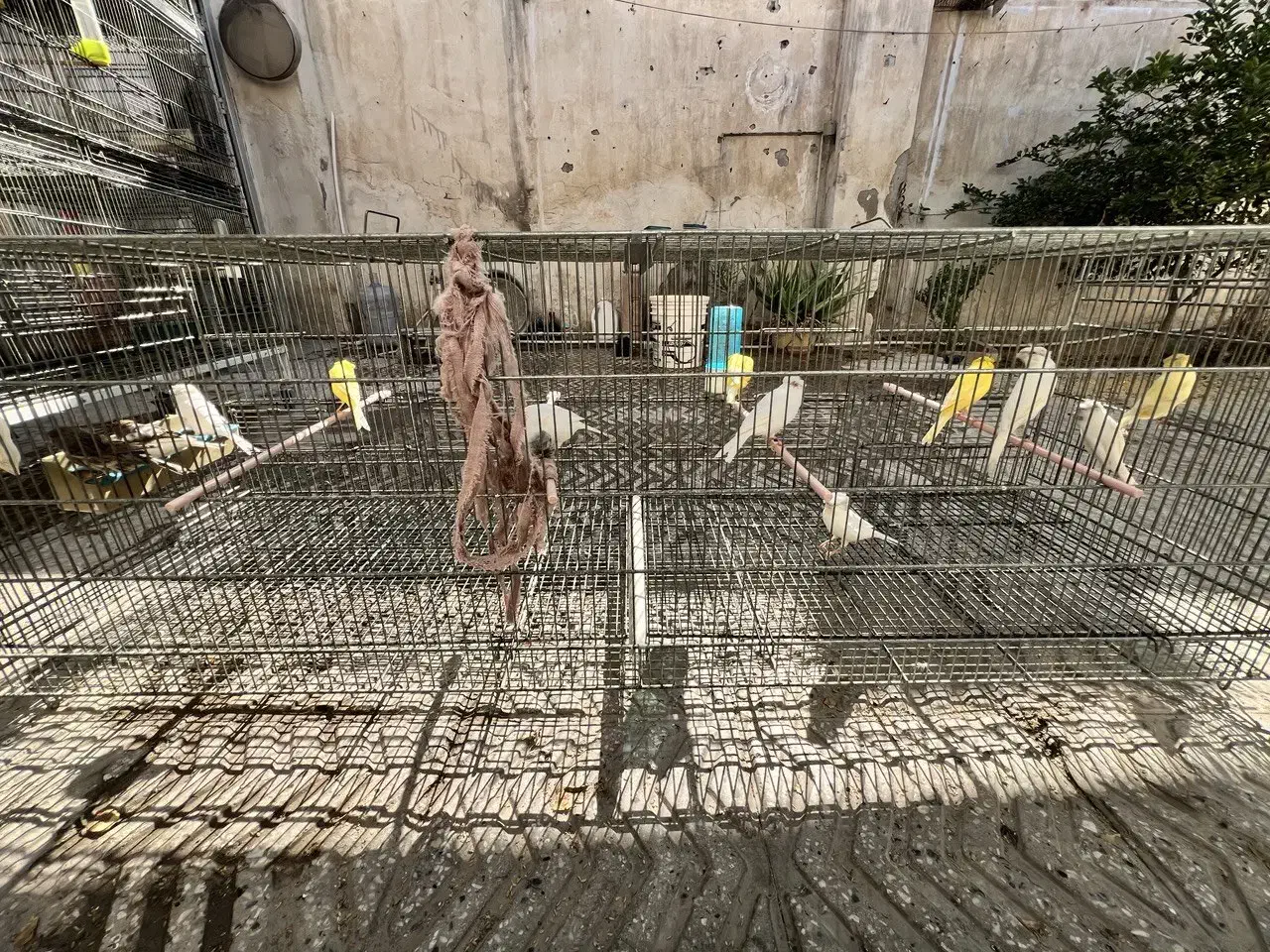 قناری ماده گلاسر|پرنده|بندرعباس, |دیوار