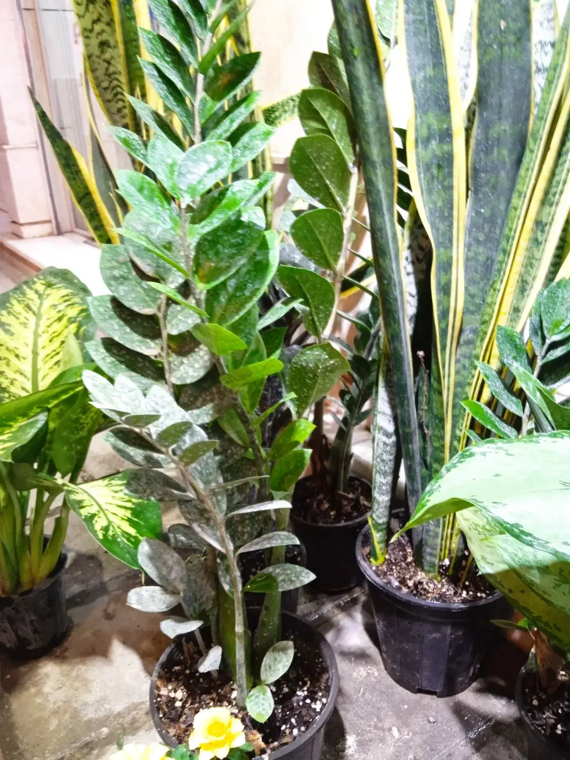 فروش انواع گل های آپارتمانی|گل و گیاه طبیعی|برازجان, |دیوار