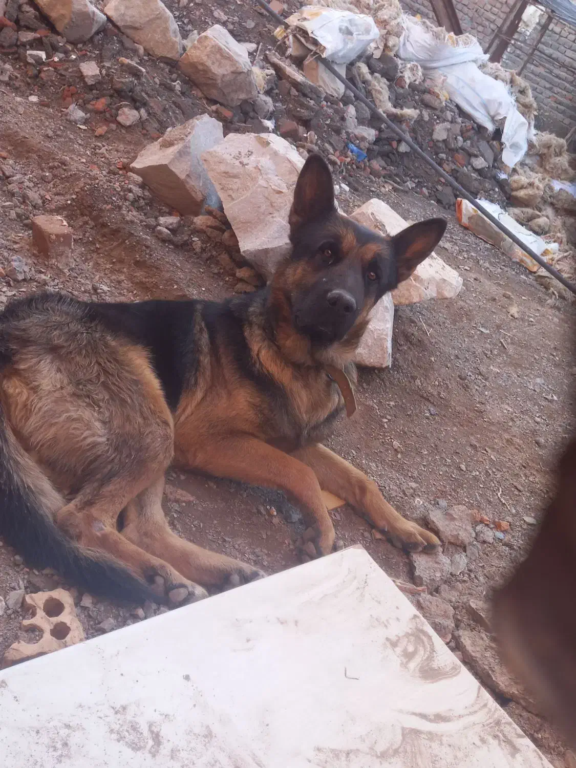 سگ ژرمن|سگ|بیرجند, |دیوار