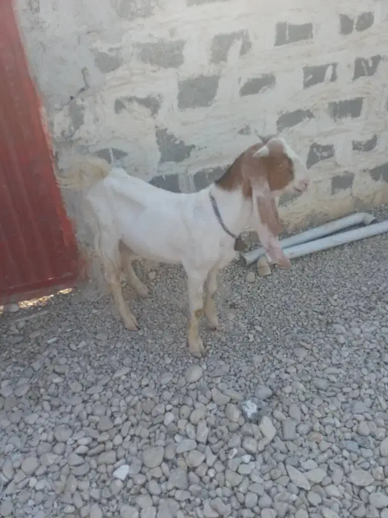 بز..|حیوانات مزرعه|ریگ, |دیوار