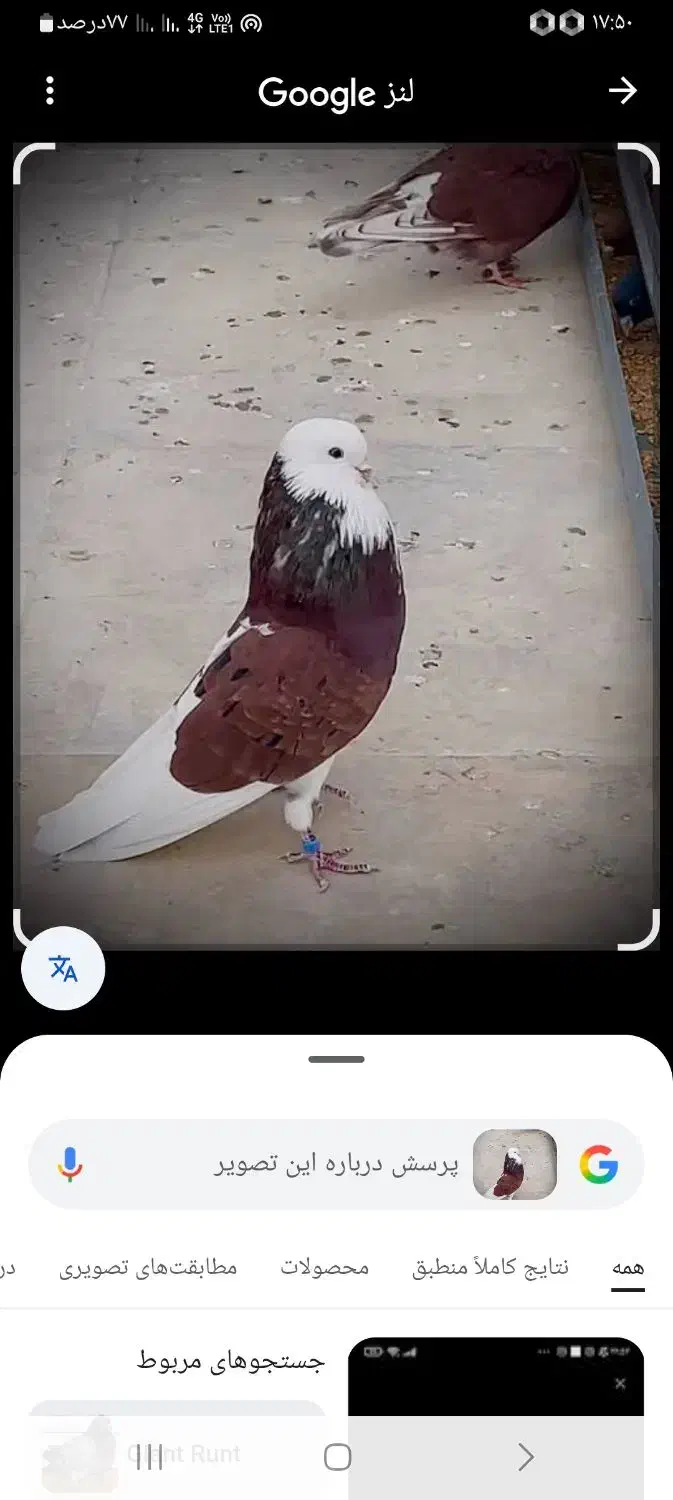 کبوتر|پرنده|اسلام‌‌آباد غرب, |دیوار