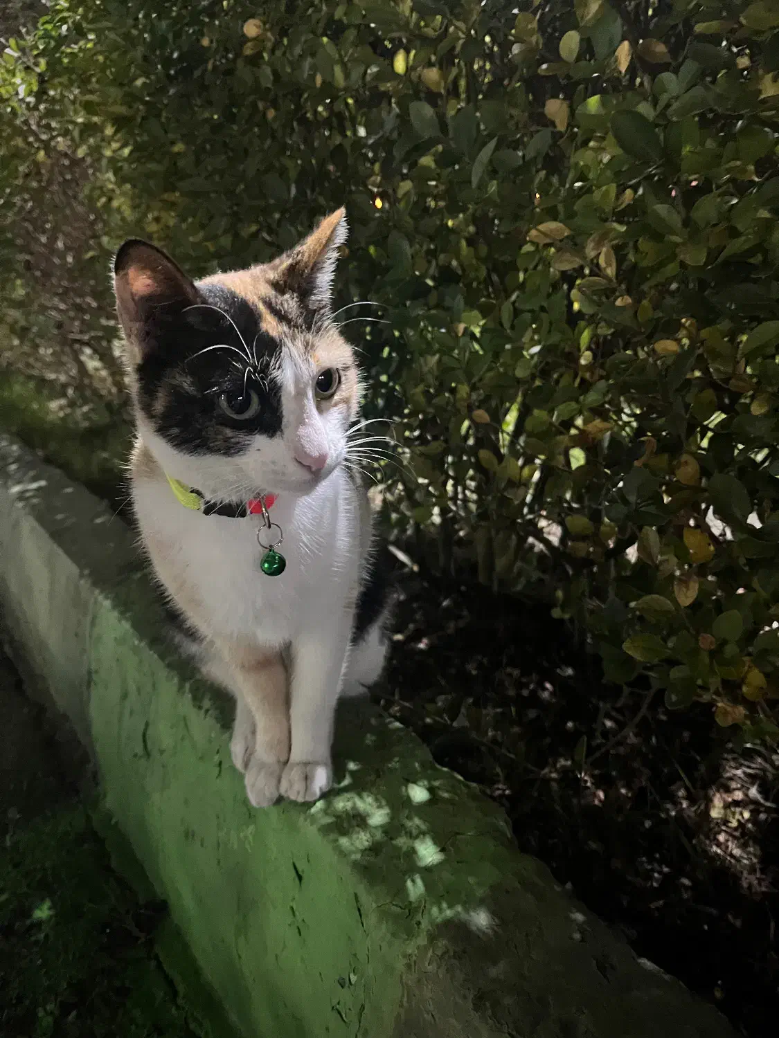 واگذاری رایگان گربه|گربه|بندر انزلی, سی متری|دیوار