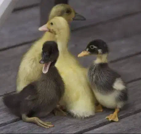 جوجه اردک|حیوانات مزرعه|شفت, |دیوار