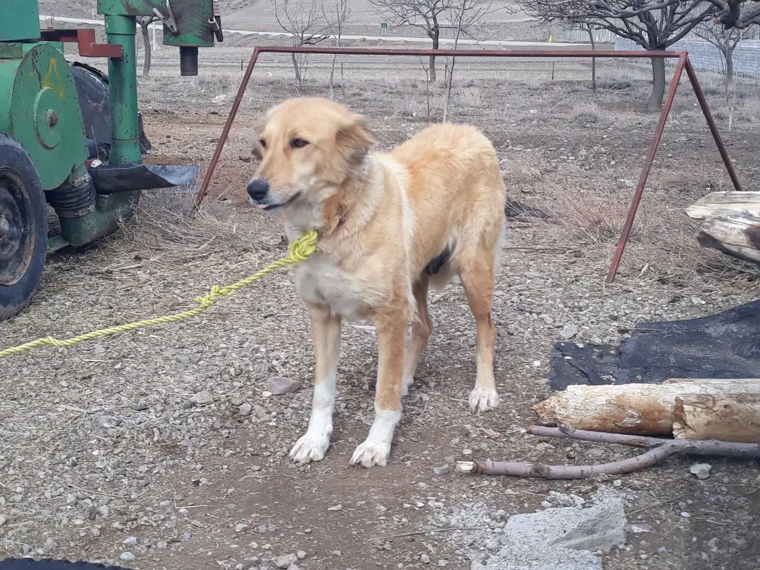 سگ ماده|سگ|اردبیل, |دیوار