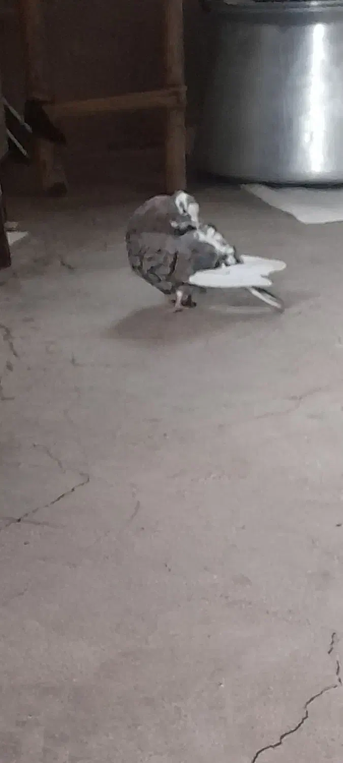 کبوتر کاکولی به فروش میرسد|پرنده|روانسر, |دیوار