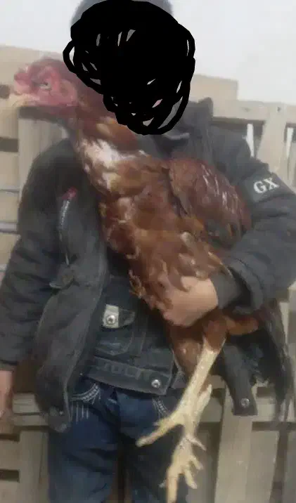 فروشی|حراج|ساوه, |دیوار