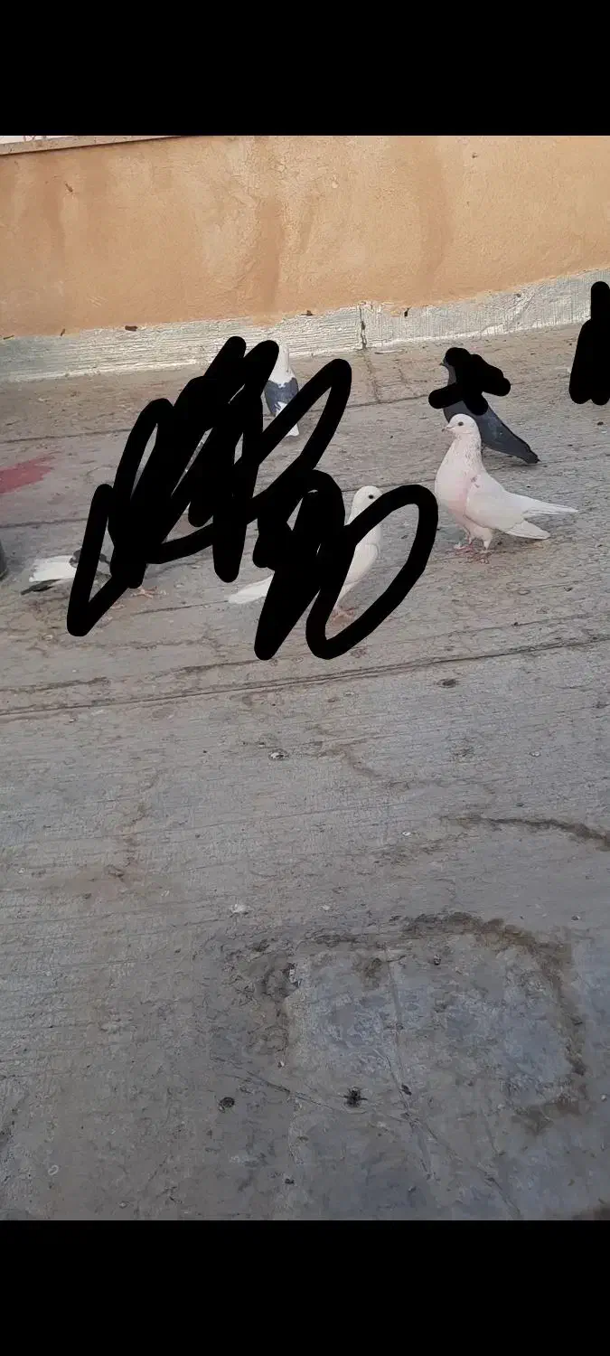 کبوتر گمشده|پرنده|پاکدشت, پاکدشت (مامازند)|دیوار