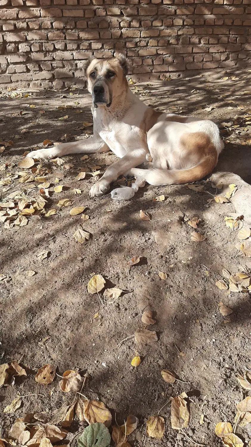 سگ نگهبان|سگ|خلیل آباد, |دیوار