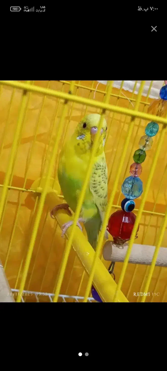 مرغ عشق|پرنده|ورامین, ورامین|دیوار