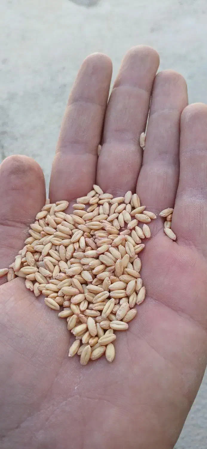 گندم دیم بذر صدرا|خوردنی و آشامیدنی|کلیائی, |دیوار