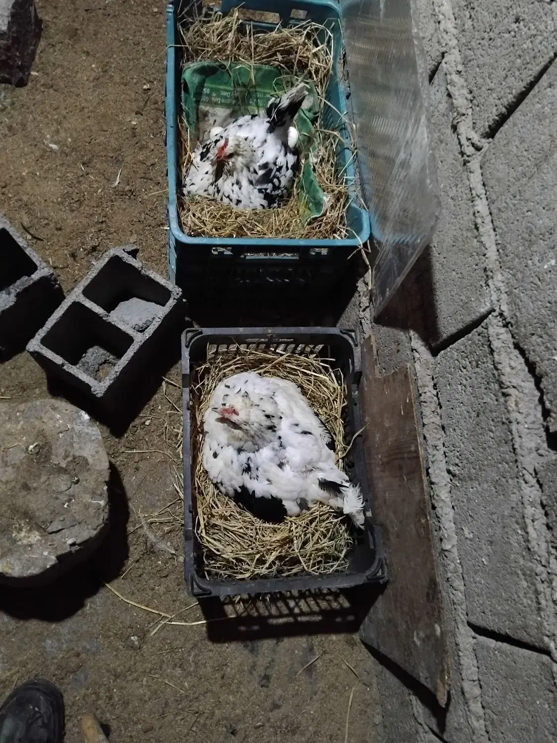 جوجهگلینپنگونیطوسیچهلتاج|حیوانات مزرعه|نوشهر, |دیوار