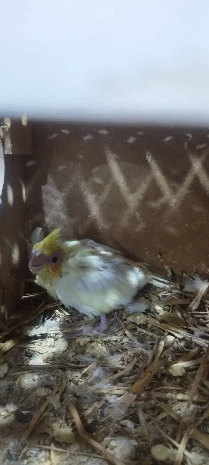 جفت عروس پاریس شرط مولد|پرنده|اهواز, مهرشهر|دیوار