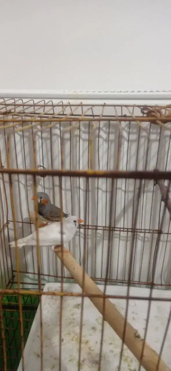 فروش جفت فنچ|پرنده|شیراز, درکی|دیوار