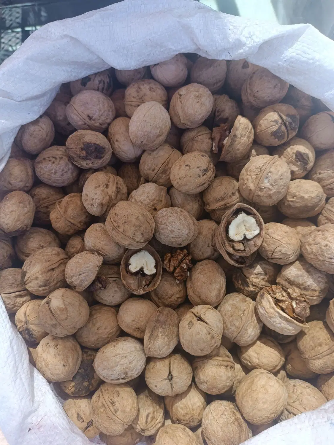 گردو|خوردنی و آشامیدنی|نیشابور, شهرک فرهنگیان|دیوار