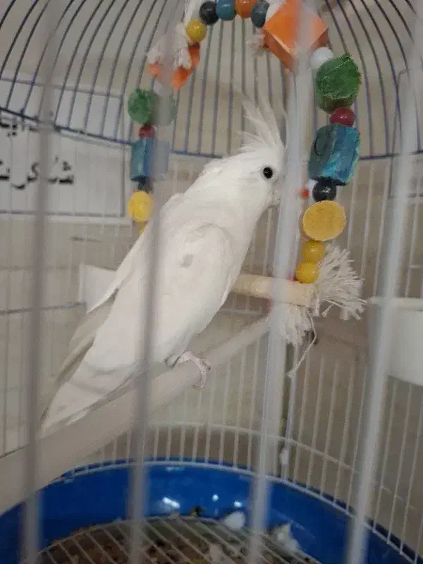 عروس هلندی|پرنده|محمدشهر, محمدشهر|دیوار