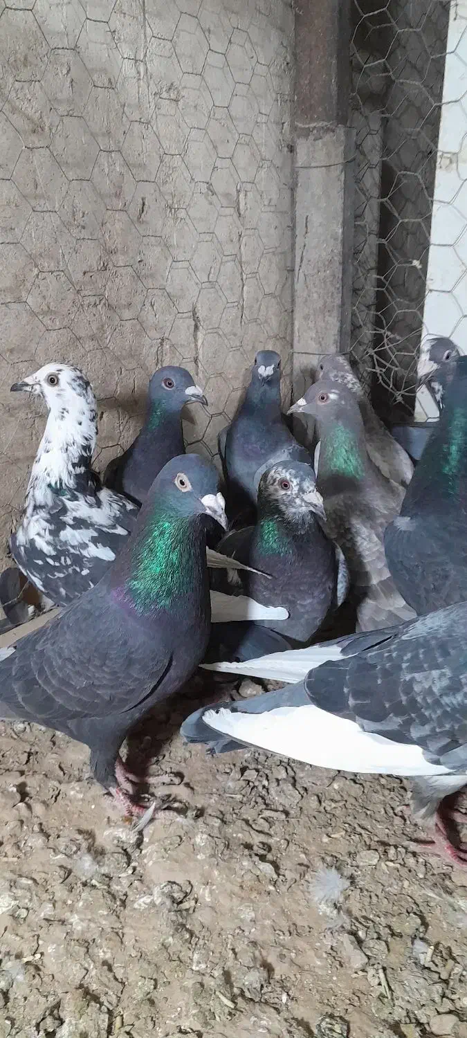 آلمانی کفتر بوم رنجر کفتر جنگی|پرنده|مشهد, کوشش|دیوار