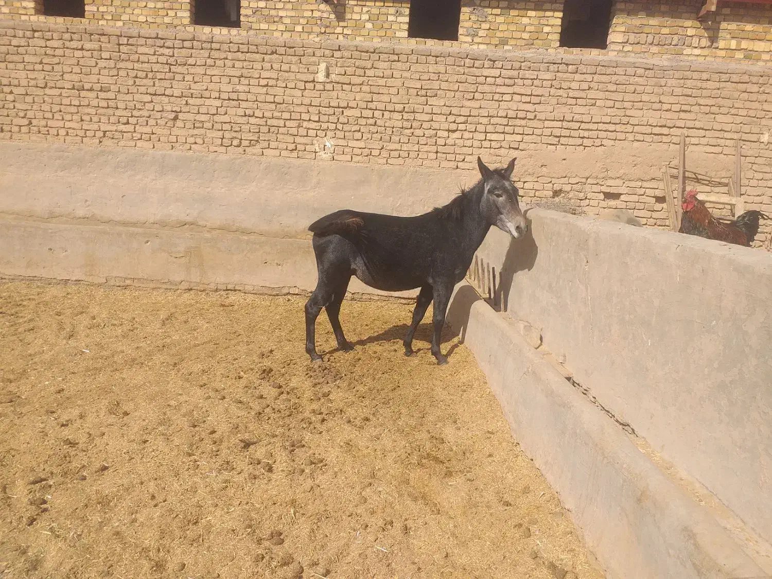 قاطر نر جوان درشت|حیوانات مزرعه|رامند, |دیوار