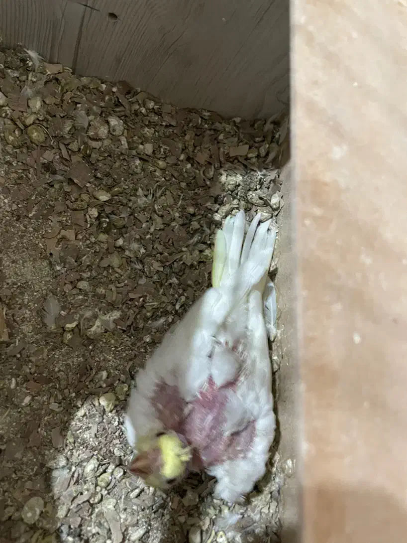 جفت عروس هلندی|پرنده|یزد, |دیوار