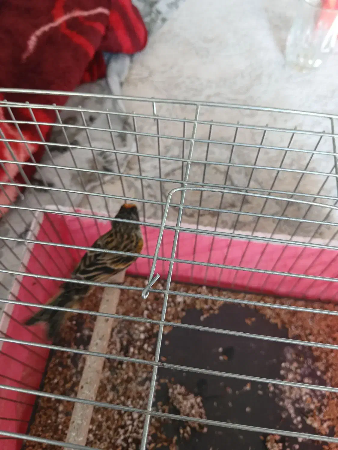 سره گلبسر|پرنده|برخوار, |دیوار