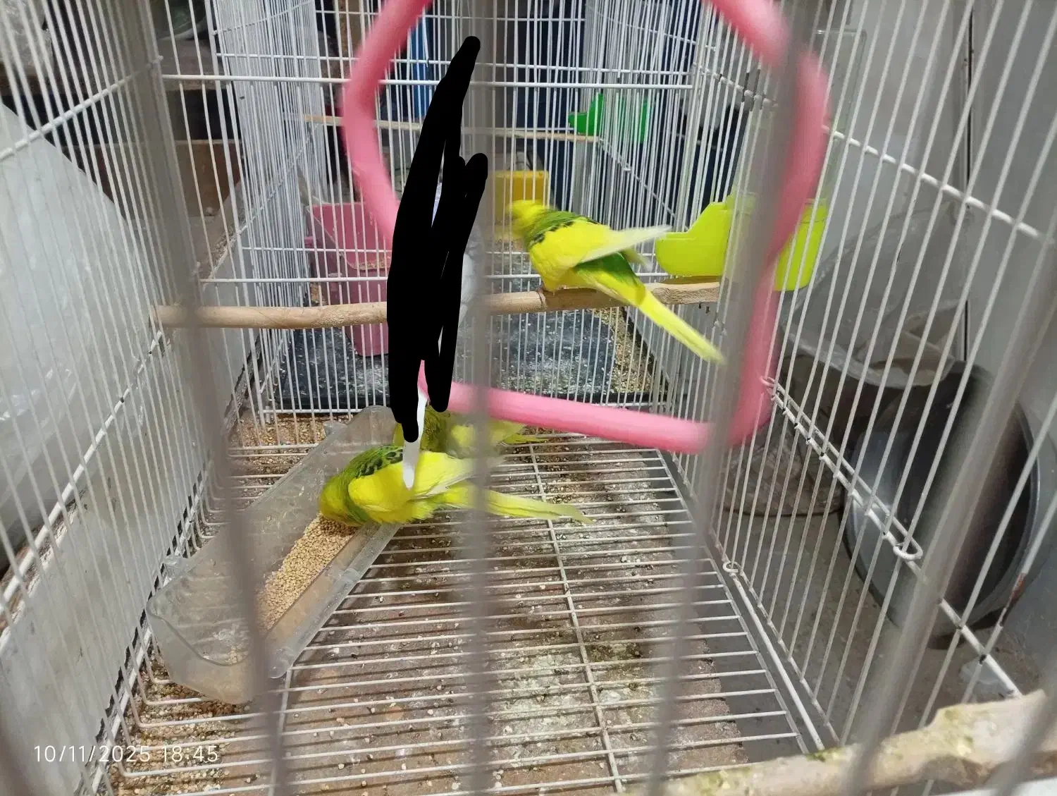 مرغ‌عشق‌دانه‌صد|پرنده|مشهد, شهید علی محمدی|دیوار