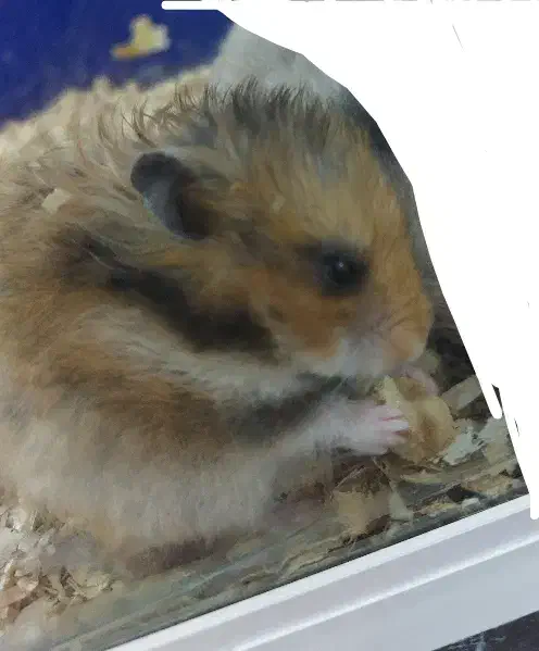 همستر|موش و خرگوش|خرم‌آباد, |دیوار