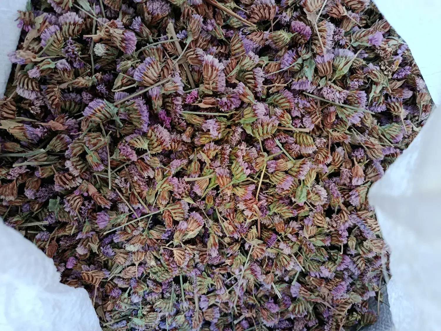 تخم ( بذر ) گل زنبوری یا گل خشک|گل و گیاه طبیعی|محلات, |دیوار