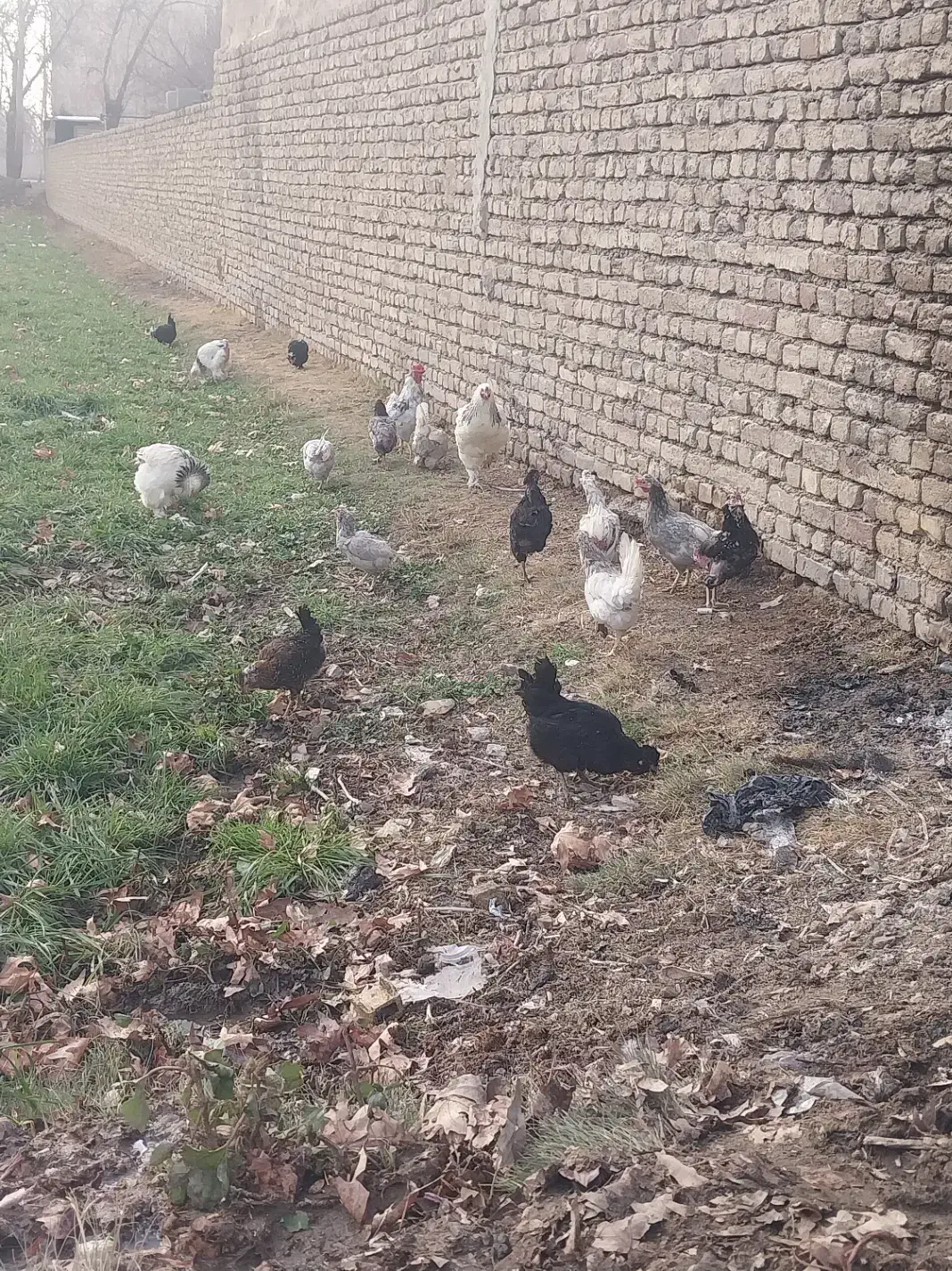 مرغ گلین|پرنده|اصفهان, زاجان|دیوار