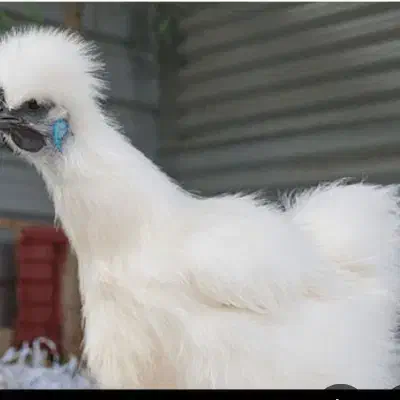 مرغ و خروس ابریشمی گوشواره ابی|حیوانات مزرعه|مشهد, شهید معقول|دیوار