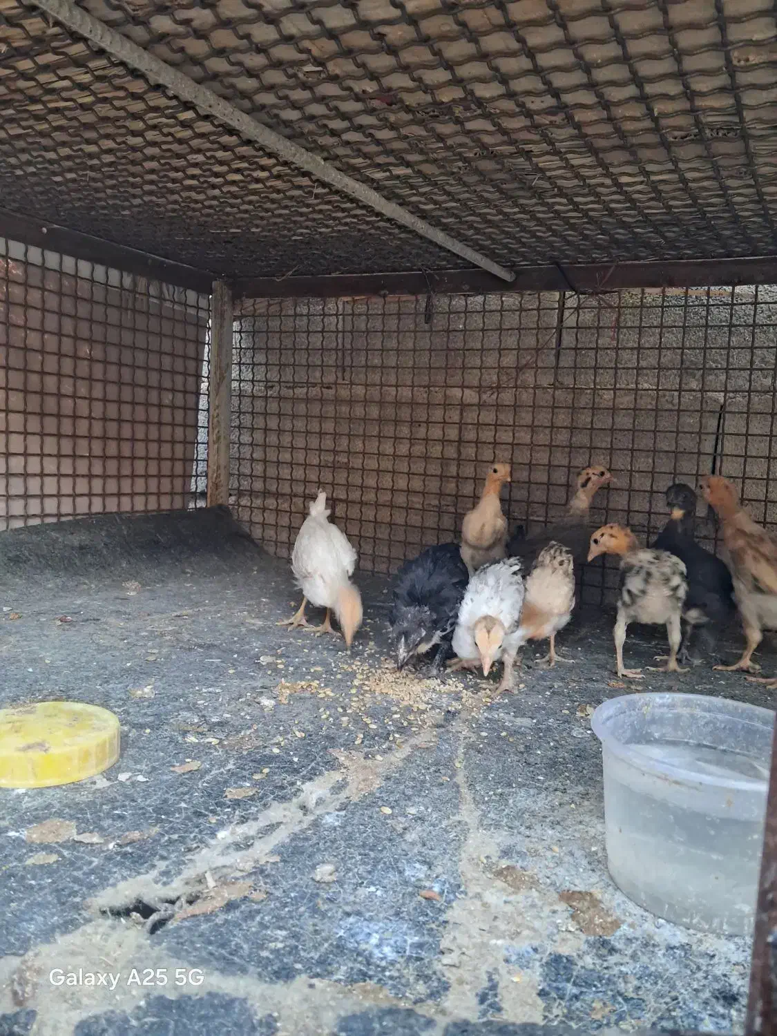 جوجه محلی|حیوانات مزرعه|دهدشت, |دیوار