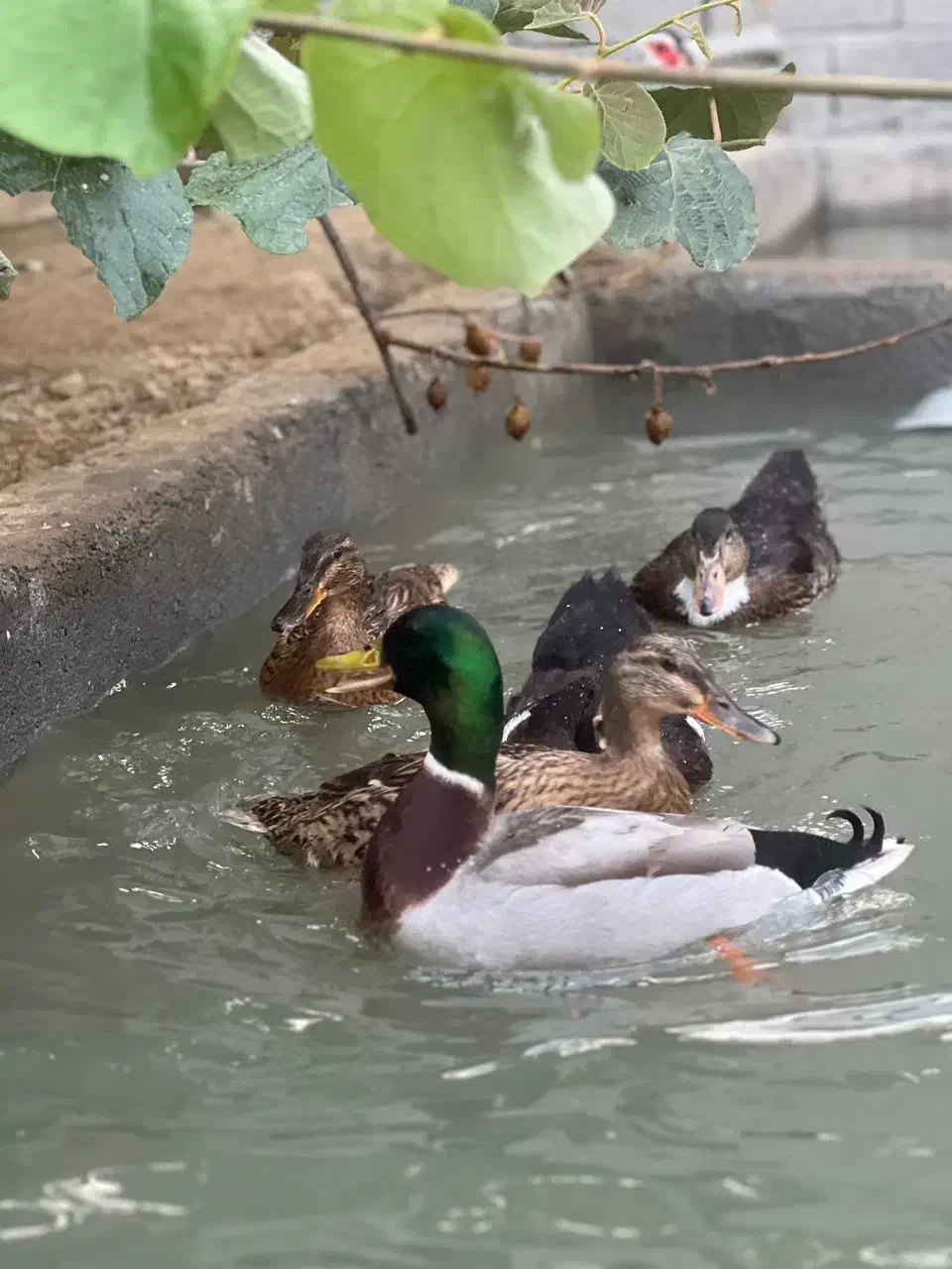 غاز و اردک|حیوانات مزرعه|عباس‌آباد, |دیوار