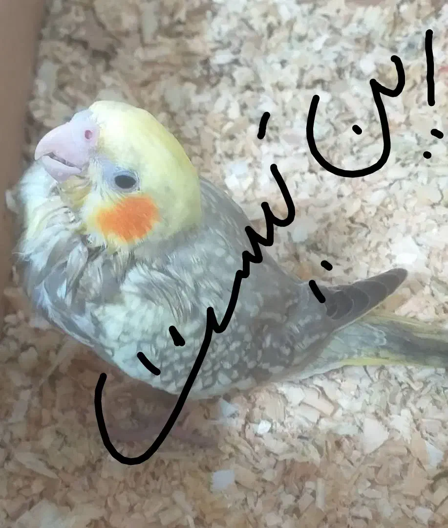 یک عدد عروس هلندی زرد معاوضه با یه نرماده برزیلی|پرنده|دزفول, |دیوار