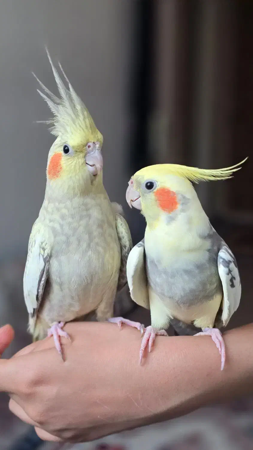 جفتی عروس هلندی مولد سخنگو و رام|پرنده|ایلام, |دیوار