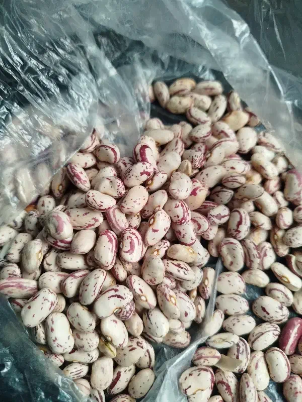 لوبیا|عمده‌فروشی|صومای برادوست, |دیوار