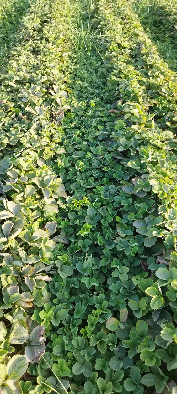 نهال توت فرنگی سابرینا و کاماروس|خدمات باغبانی و درختکاری|خان ببین, |دیوار