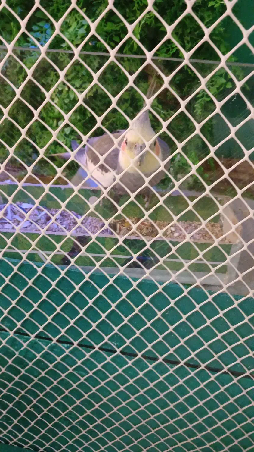 عروس هلندی|پرنده|تهران, استخر|دیوار