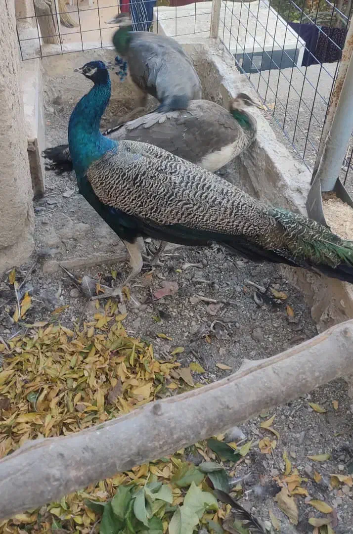 طاووس بالغ|پرنده|برزک, |دیوار