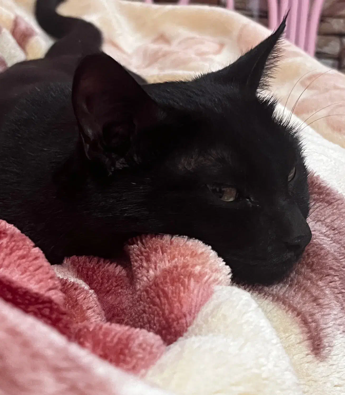 گربه گمشده (مژدگانی)|حیوانات|سیرجان, |دیوار