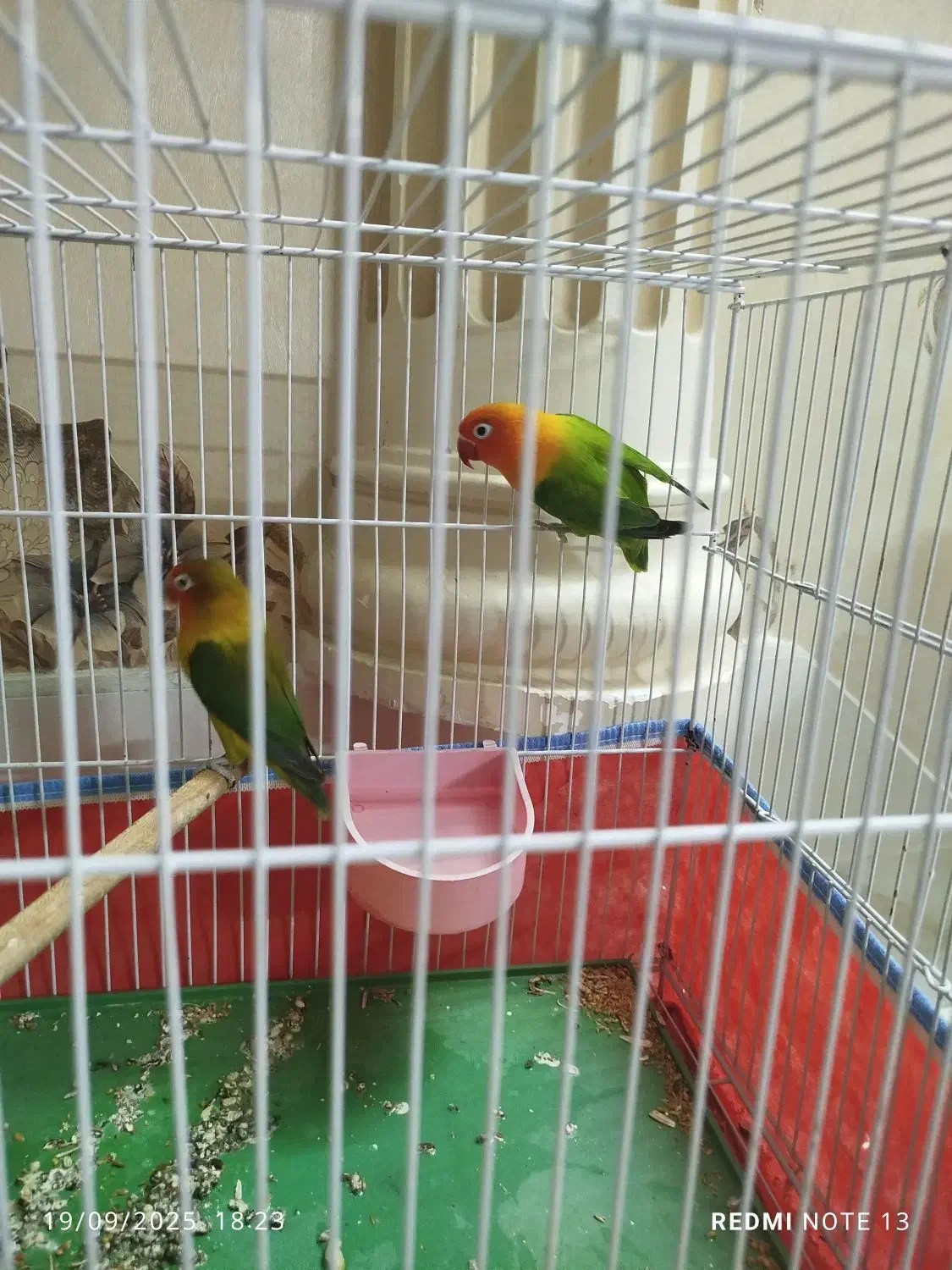 طوطی برزیلی مولد|پرنده|کازرون, |دیوار