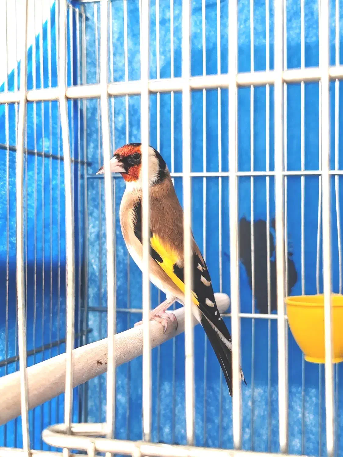 سهره نر متولد قفس|پرنده|نجف‌آباد, یزدانشهر|دیوار