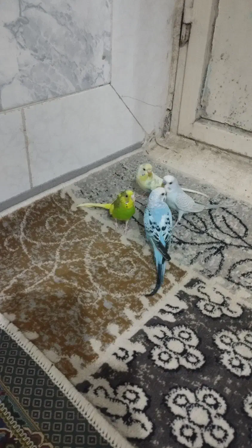 یه جفت مرغ عشق خوش رنگ|پرنده|شیروان (خراسان), |دیوار