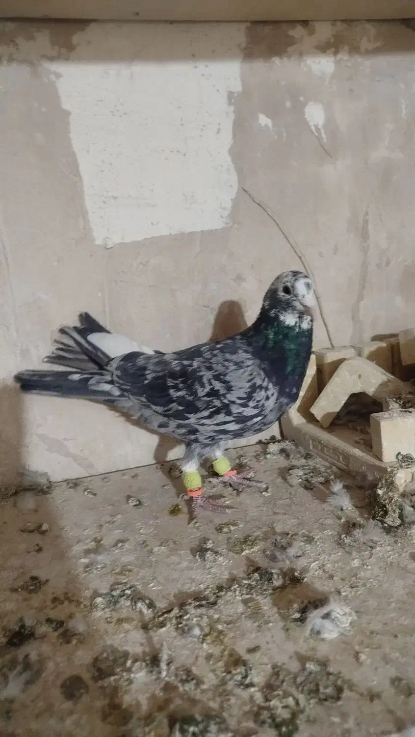 کبوتر صید|پرنده|تربت‌حیدریه, مسجد جامع|دیوار